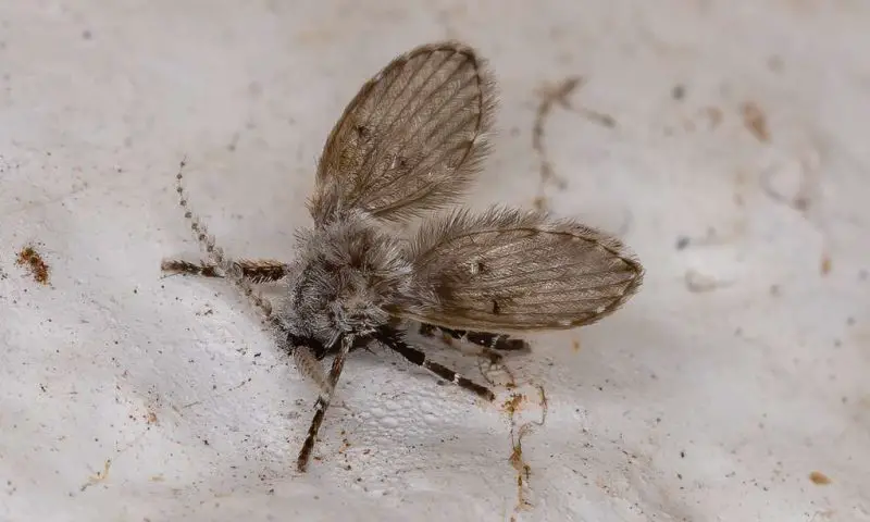 Tiny Flies Keep Coming Out of Bathroom Drains in Michigan
