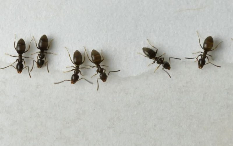 Tiny Odorous House Ants in Ohio Bathrooms