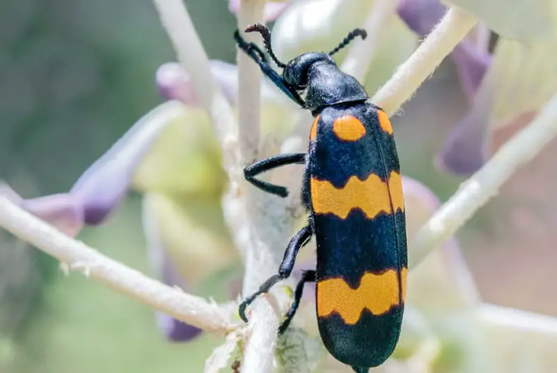 Utah’s Blister Beetles