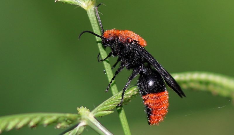 Velvet Ant Stings in Florida