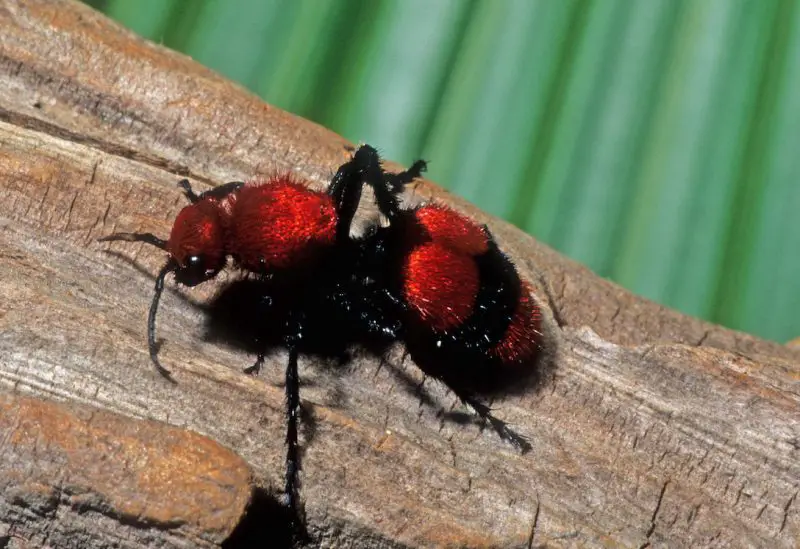 Velvet Ant Stings in Idaho