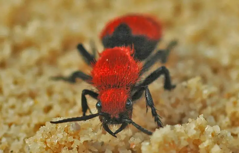 Velvet Ant Stings in Indiana