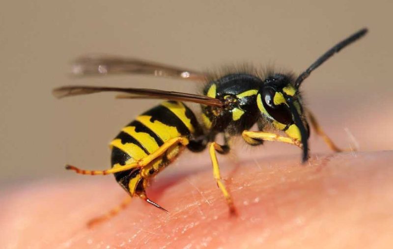 Wasp Stings in Massachusetts