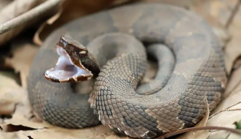 Water Moccasins in Nebraska