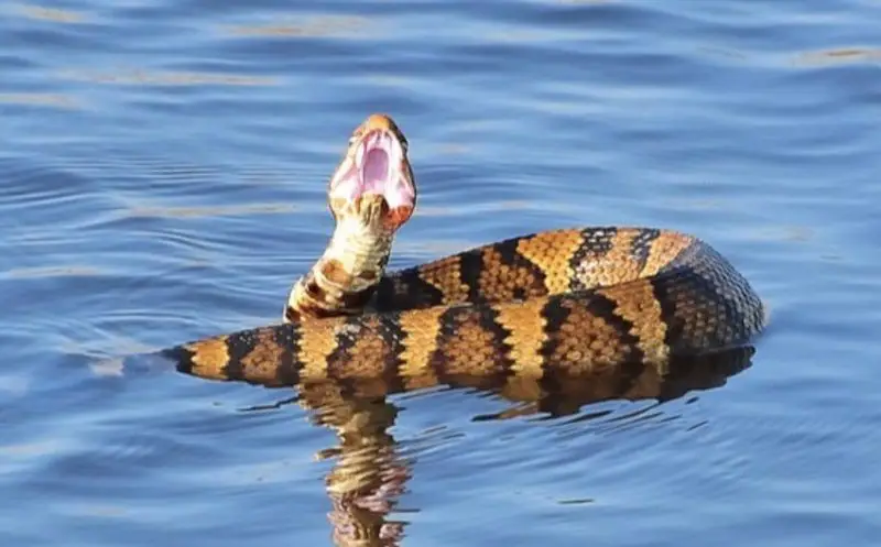 Water Moccasins