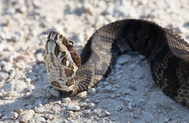 Water Moccasins in Eastern Kansas