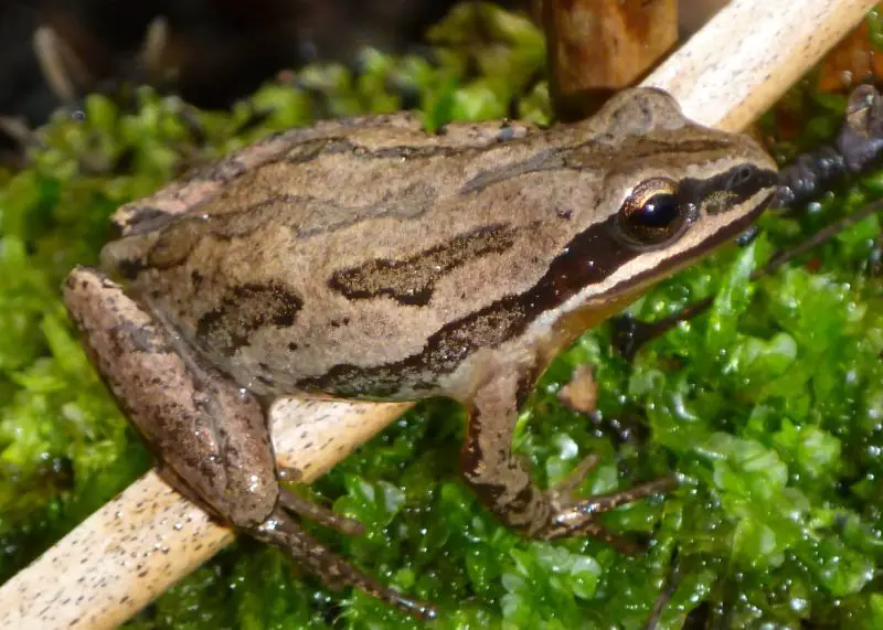 Types of Frogs in Ohio