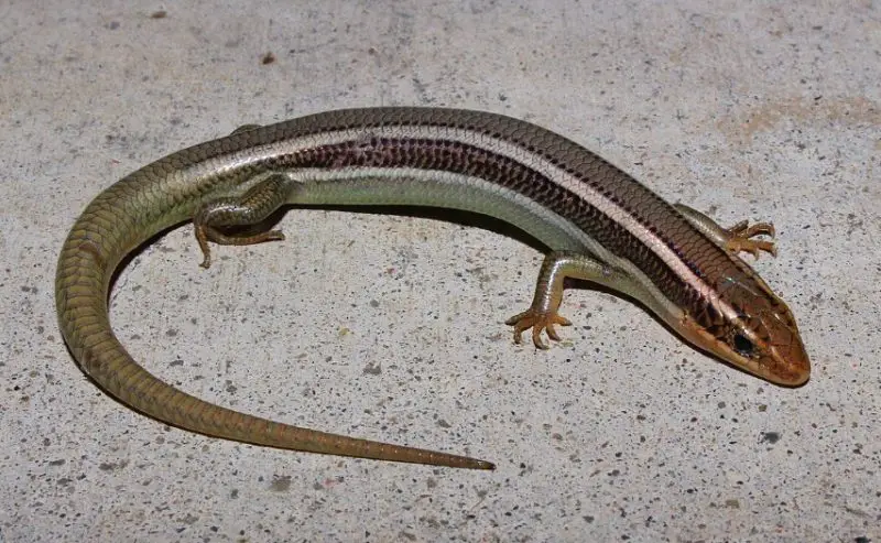 Lizards in Washington State