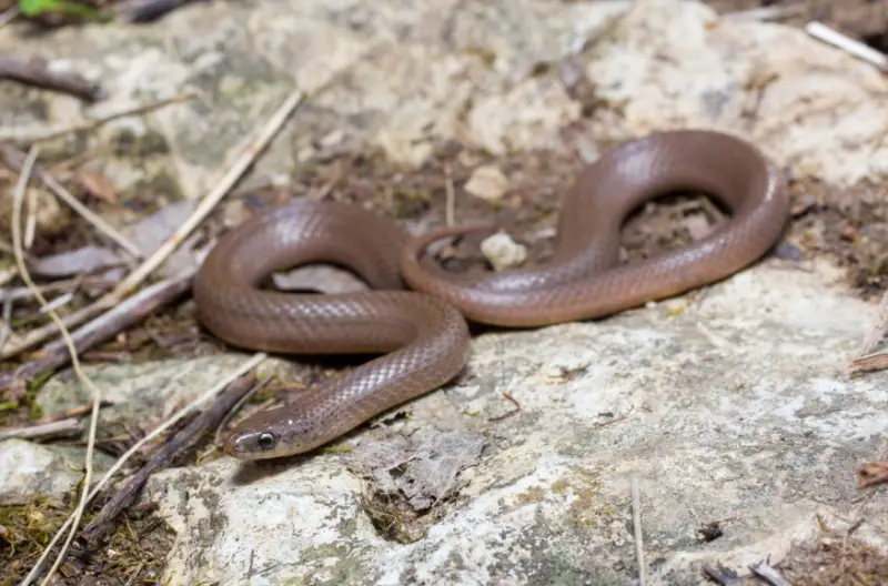 Brown Snakes in North Carolina