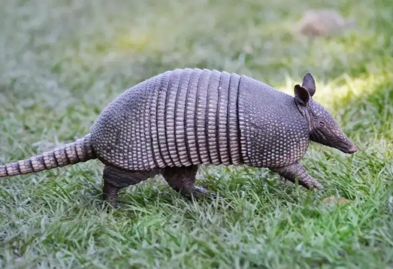 What Armadillo Holes Near Homes Mean in Arkansas