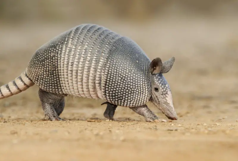 What Armadillo Holes Near Homes Mean in Kansas