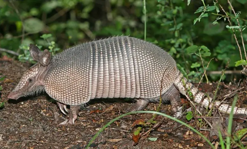What Armadillo Holes Near Homes Mean in South Carolina