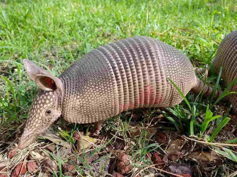 What Armadillo Holes Near Homes Mean in Texas