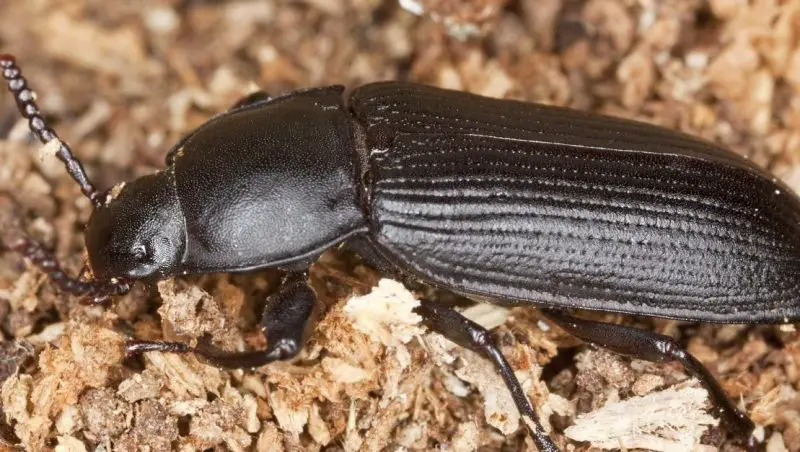 What Causes Darkling Beetles to Appear in Ohio Basements