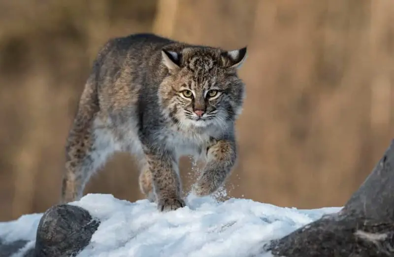 What Do Bobcats Eat in Georgia