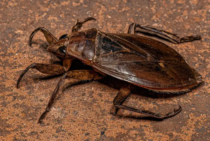 What’s Really Behind Giant Water Bug Bites in Florida Waters