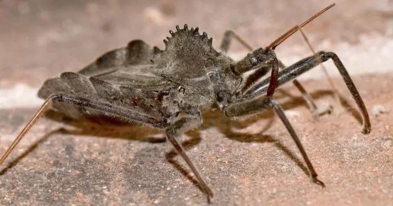 Wheel Bug in Florida