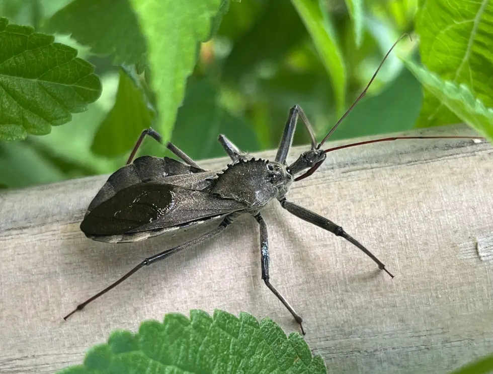 Wheel Bugs of Oklahoma
