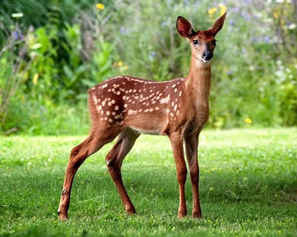 Do White-Tailed Deer in Montana Ever Breed With Mule Deer1