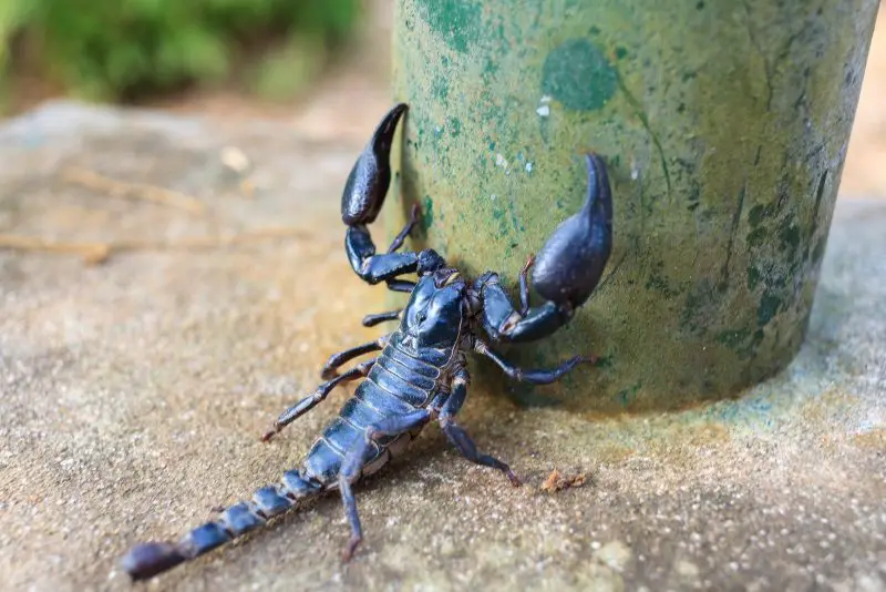 Why Are Scorpions Showing Up Indoors in New Mexico