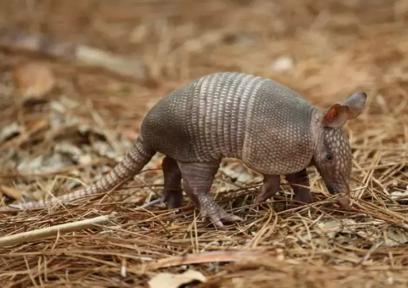 Why Armadillos Are Suddenly Showing Up in Illinois