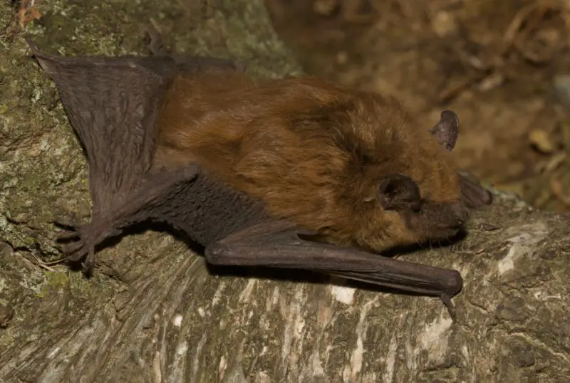 Why Bats in Pennsylvania Are Showing Up Inside Homes in Winter