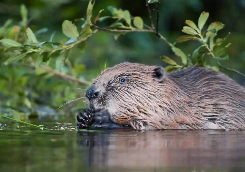 Why Beavers Are Suddenly Flooding Backyards in Oregon Neighborhoods