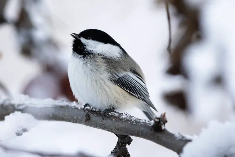 Why Black-Capped Chickadees Can Survive Extreme Cold in Vermont