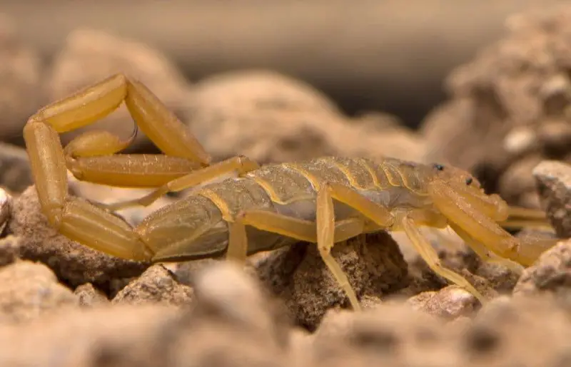 Why California’s Bark Scorpions Still Terrify So Many Residents