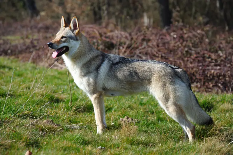 Why Dogs Can Hybridize With Wolves but Not Foxes in Oklahoma