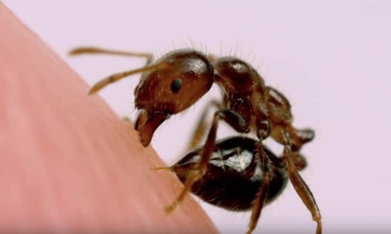 Why Fire Ant Venom Causes Long-Lasting Skin Damage in Mississippi