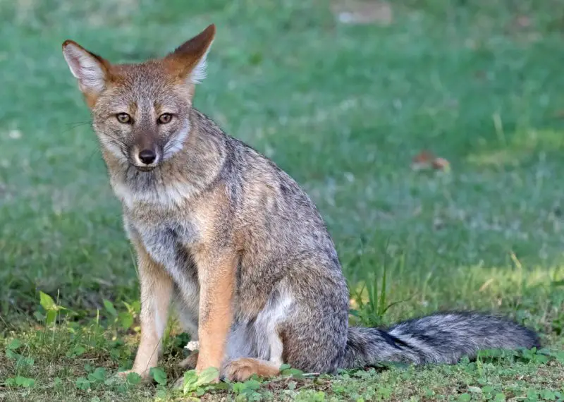 Why Genetics Make Dog–Fox Hybrids Impossible in Nevada