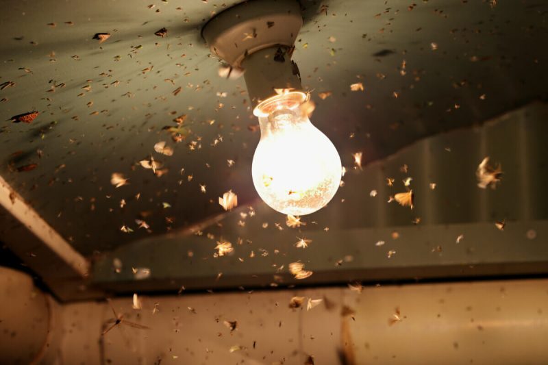 Why Insects Keep Gathering Around Ceiling Lights in California Homes