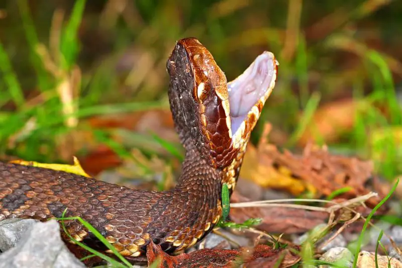 Why Many Illinois Residents Believe Water Moccasins Chase People