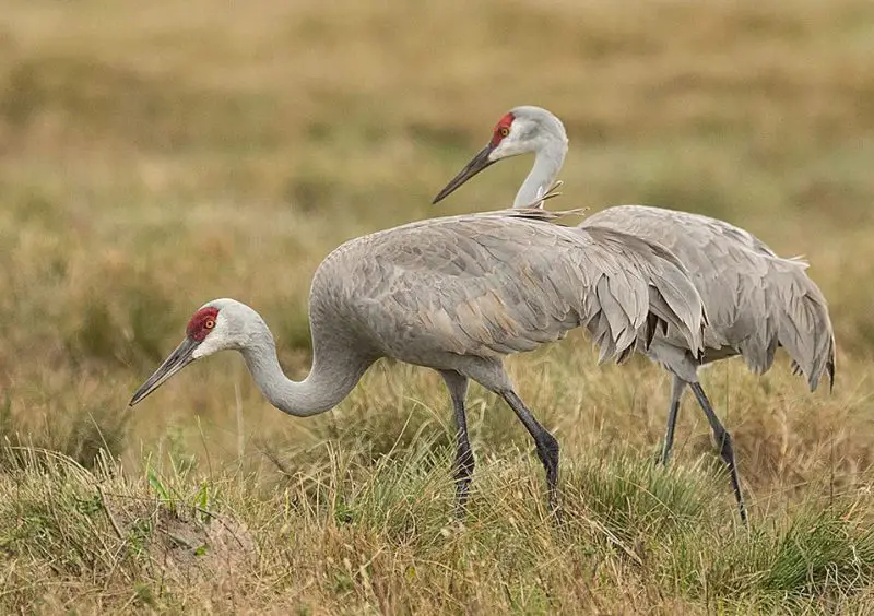 Why Massive Sandhill Crane Flocks Suddenly Appear in Texas