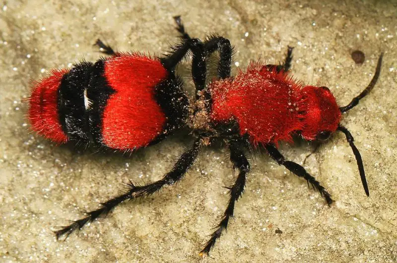Why People in Texas Fear Velvet Ants More Than Scorpions