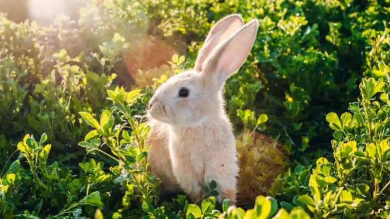 Why Rabbits Keep Digging Up California Lawns