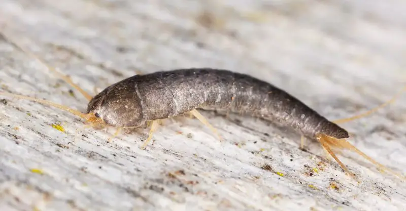 Why Silverfish Are Suddenly Showing Up in Illinois
