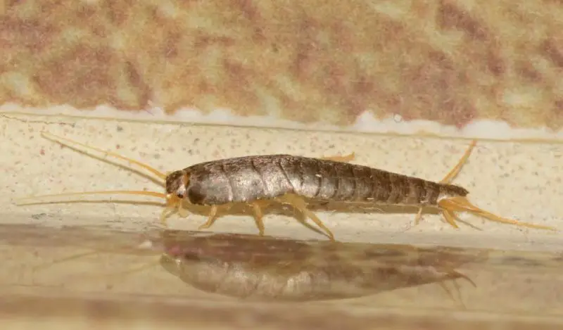 Why Silverfish Suddenly Appear in Alabama Bathrooms