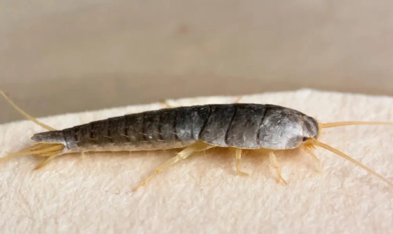 Why Silverfish Suddenly Appear in Idaho Bathrooms