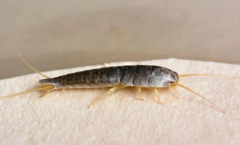 Why Silverfish Suddenly Appear in South Carolina Bathrooms