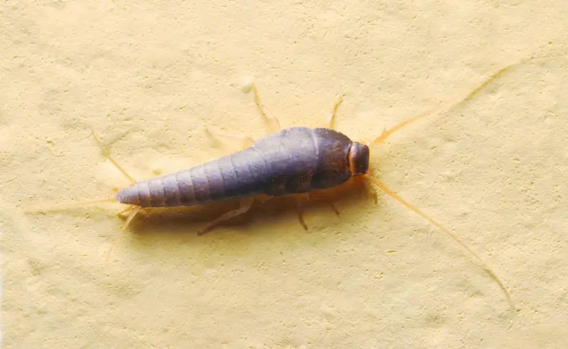 Why Silverfish Suddenly Appear in Tennessee Bathrooms