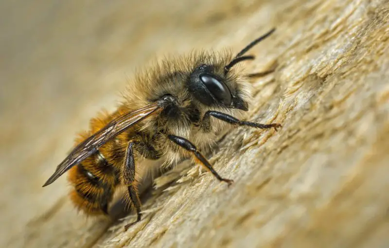 Why Some People Collapse After Only a Few Bee Stings in California