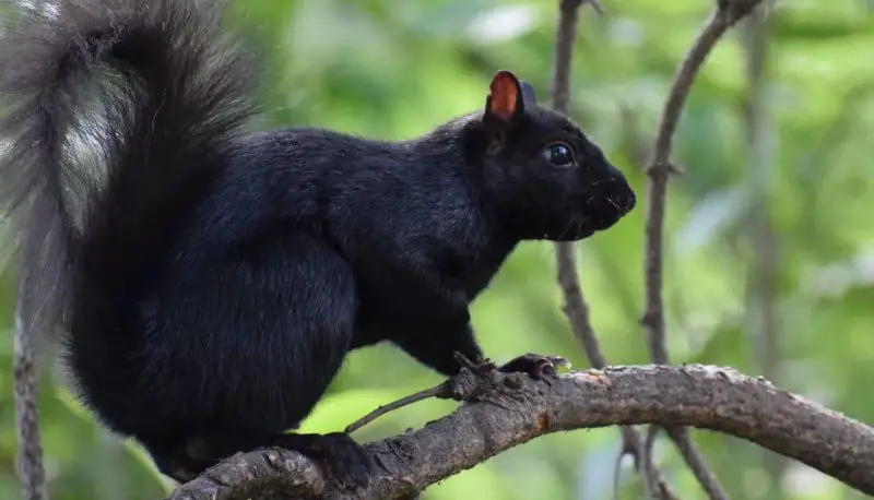 Why Some Squirrels in Arkansas Suddenly Turn Completely Black
