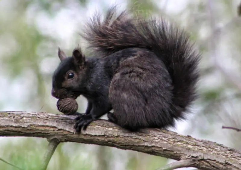 Why Some Squirrels in Florida Suddenly Turn Completely Black