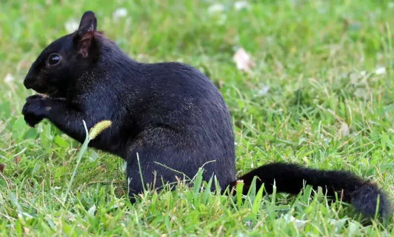 Why Some Squirrels in Illinois Suddenly Turn Completely Black