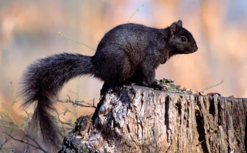 Why Some Squirrels in Maine Suddenly Turn Completely Black
