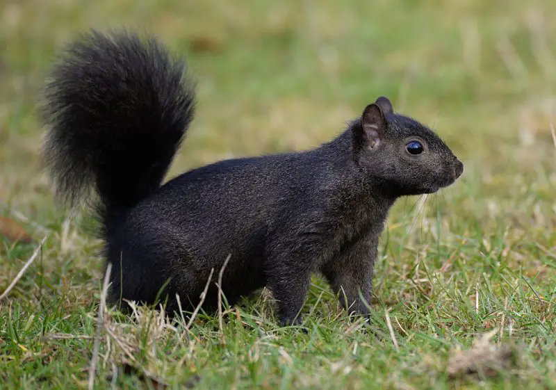Why Some Squirrels in Vermont Suddenly Turn Completely Black