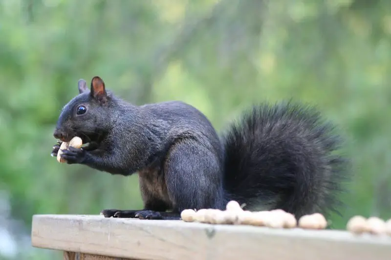 Why Some Squirrels in West Virginia Suddenly Turn Completely Black