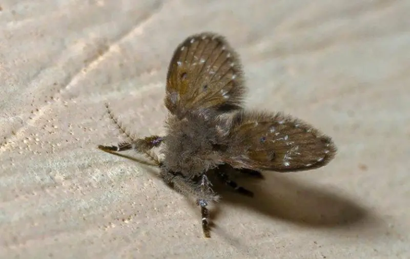 Why Tiny Flies Keep Coming Out of Bathroom Drains in Colorado